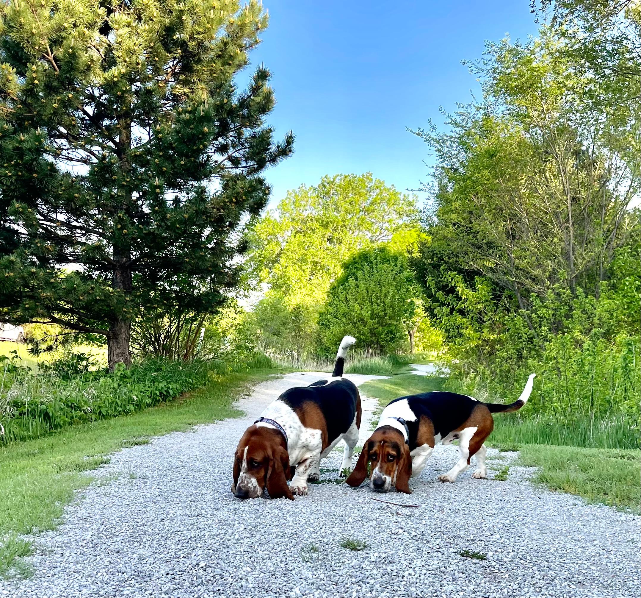 Basset Hounds